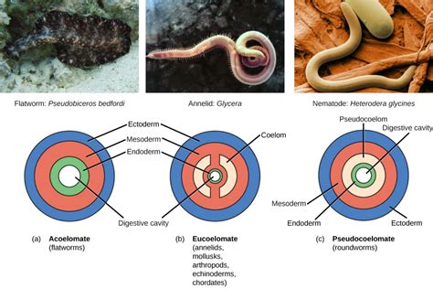 Acoelomata .